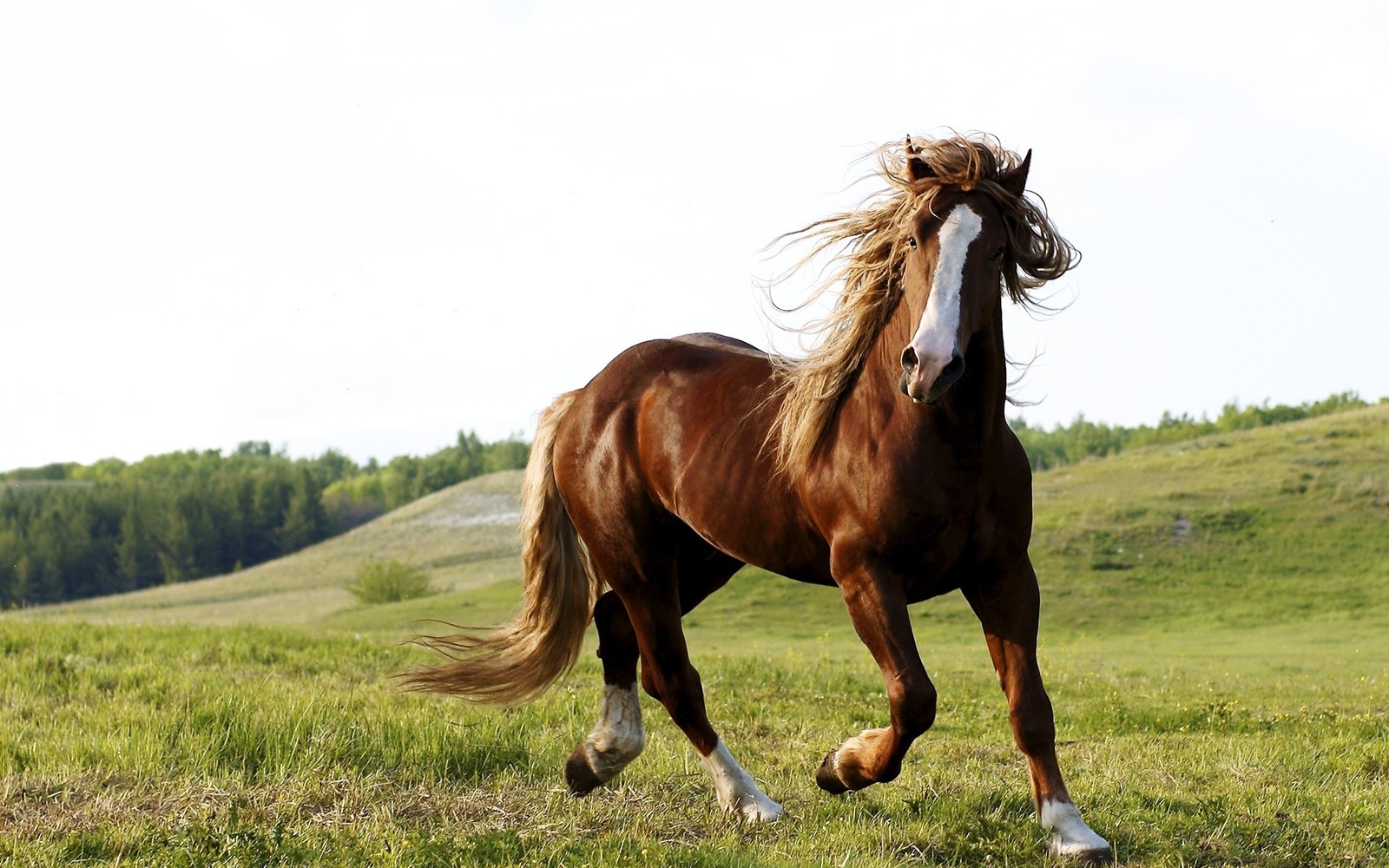 Il y a un cheval brun courant dans un champ avec des arbres en arrière-plan (cheval, pâturage, crinière, étalon, cheval mustang)