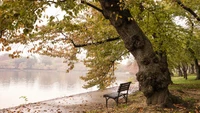 Serene Park Benches by a Tranquil Lake Surrounded by Lush Trees