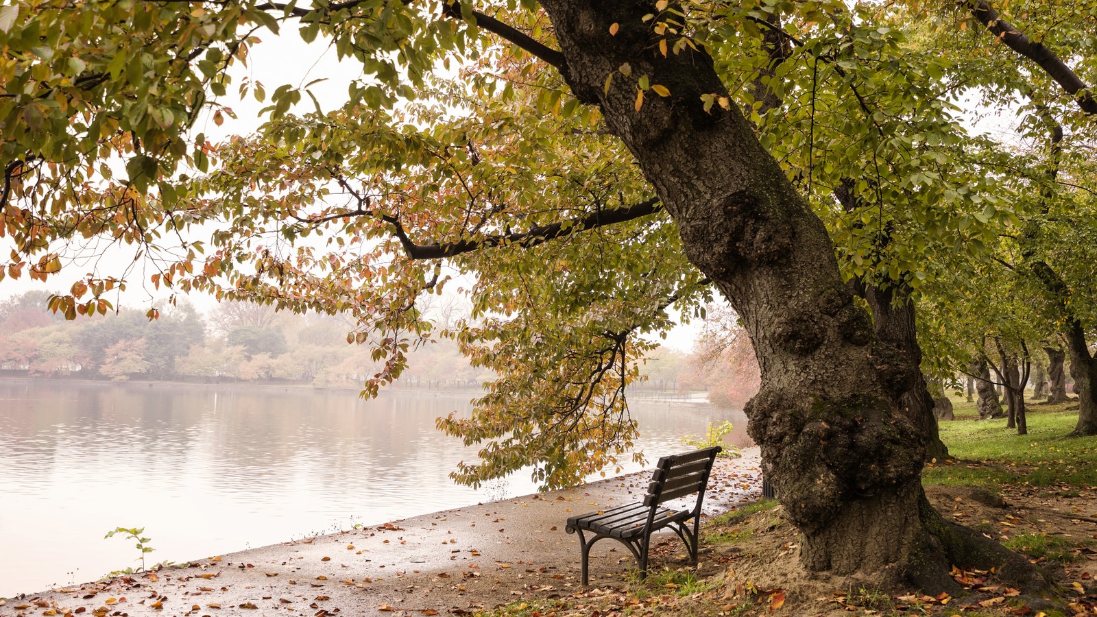 There is a bench under a tree by the water (nature, water, plant, furniture, leaf)