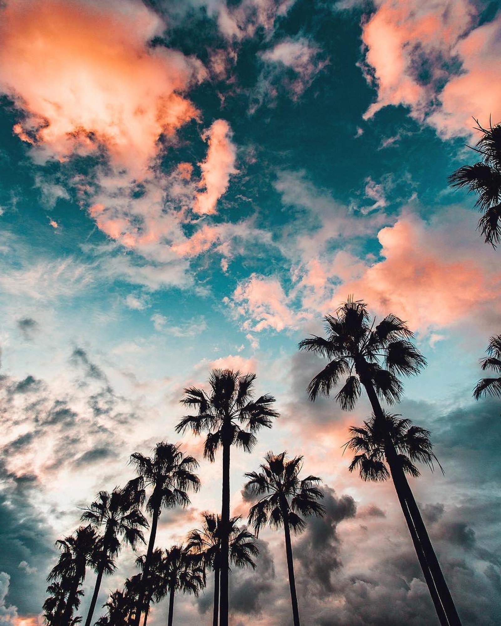 Nahaufnahme einer gruppe von palmen mit einem himmel im hintergrund (strand, bunt, fahad nur, hdr, liebe)