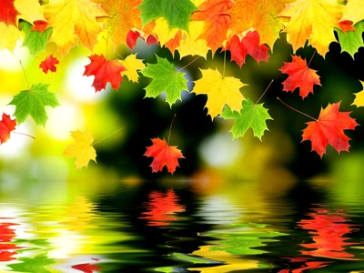 autumn, colorful, falling, green, leaf