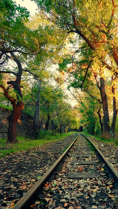 outono, trilhos de trem, árvores