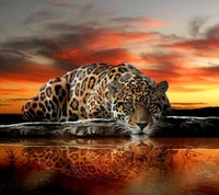 Resting Jaguar at Sunset Reflection