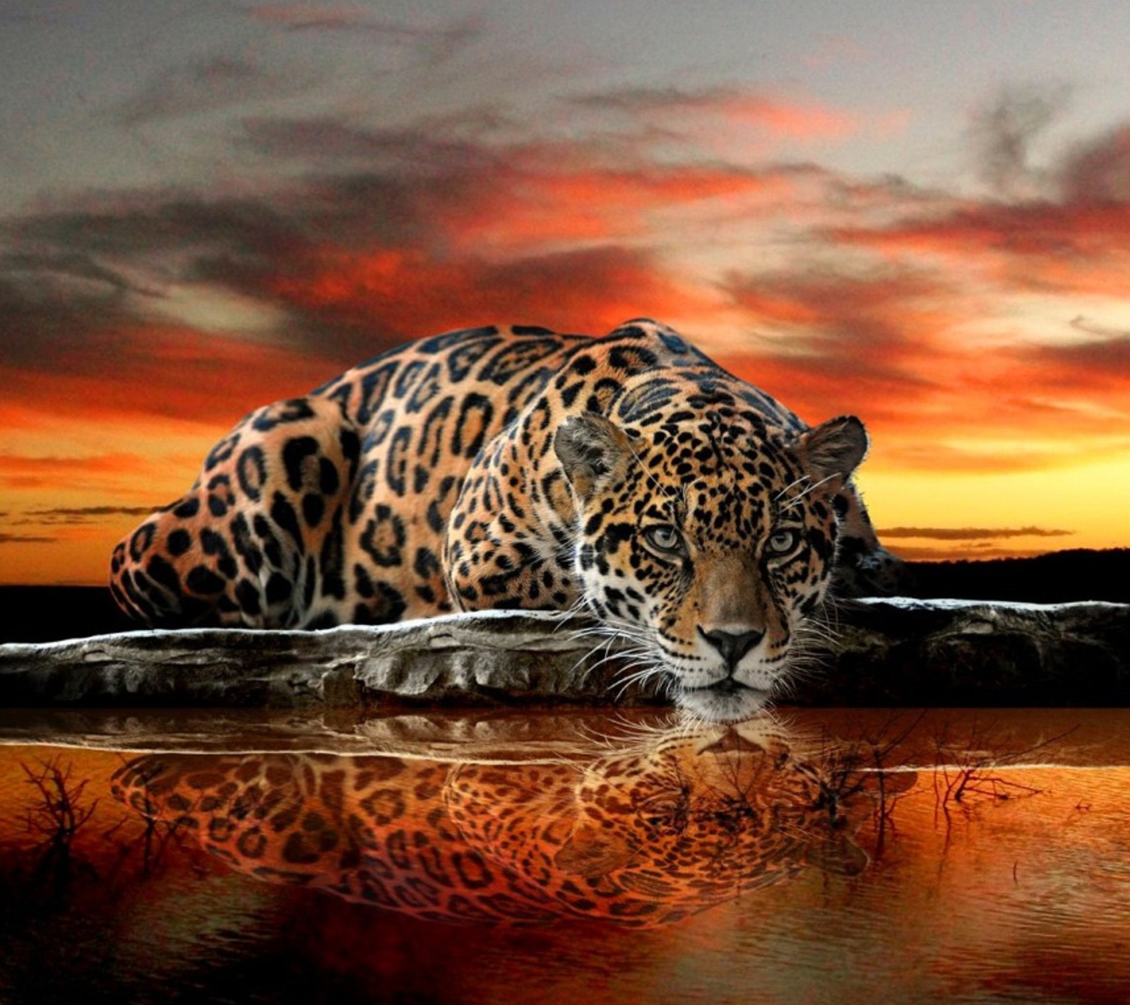 Descargar fondo de pantalla jaguar, mascotas, descansando