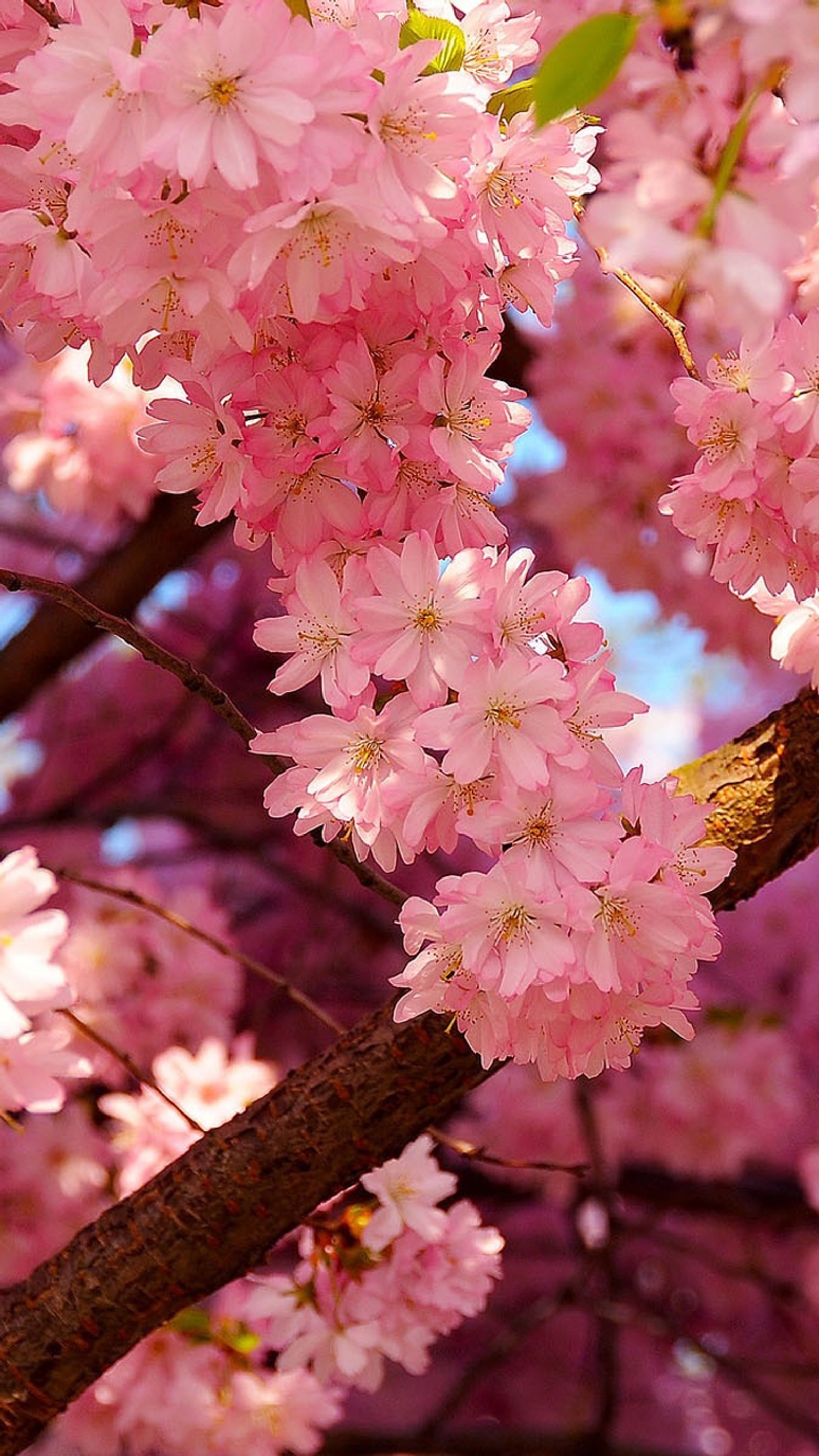 There is a bird perched on a branch of a cherry tree (cherry blossom, nature, pink)