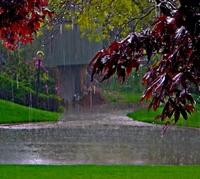 Serene Rainfall Over Vibrant Greenery