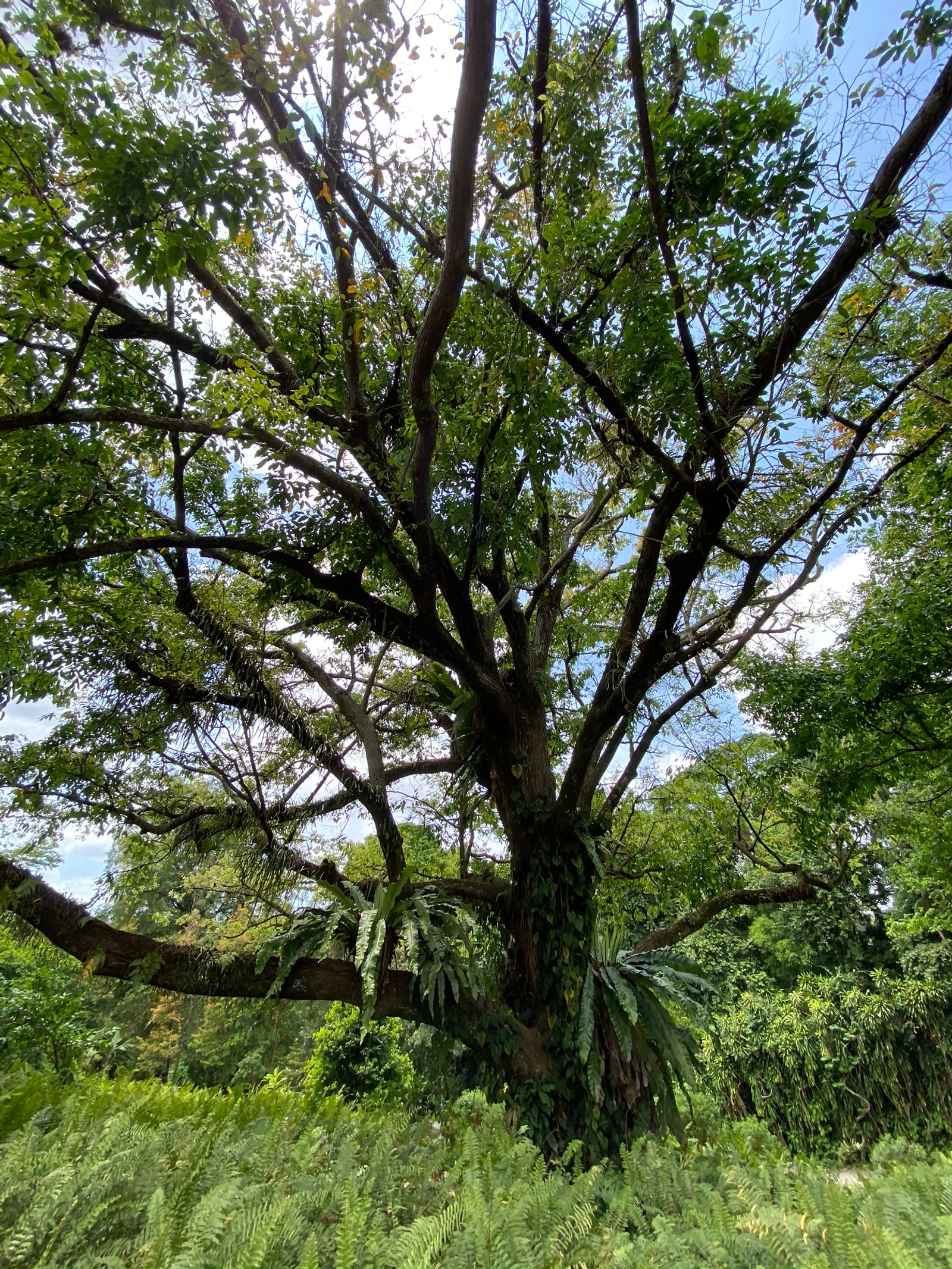 Araffe tree with green leaves and a bench in the middle of a field (vegetation, branch, woody plant, nature reserve, terrestrial plant)