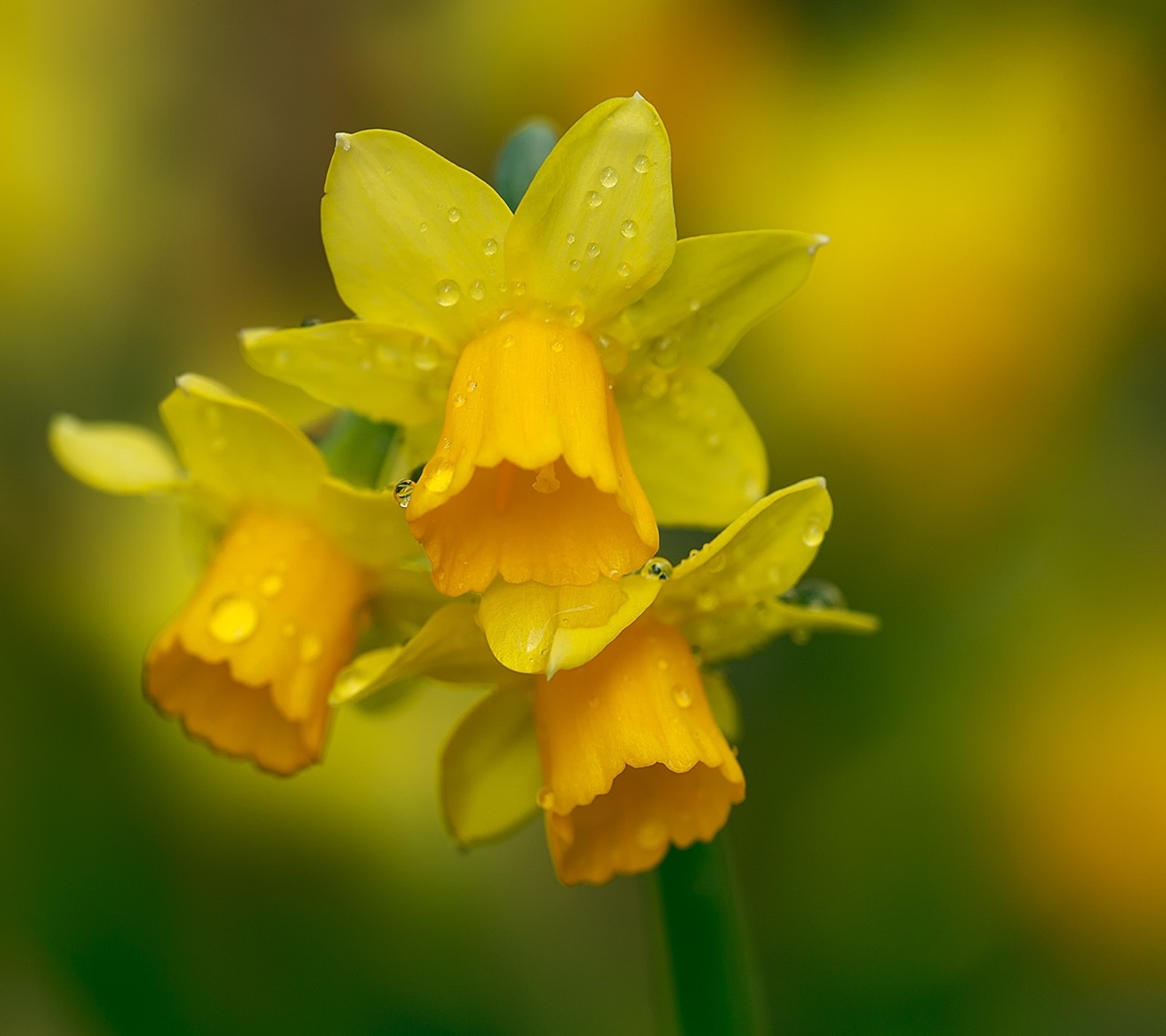 Des fleurs jaunes avec des gouttes d'eau dessus dans un jardin (fleurs, printemps)