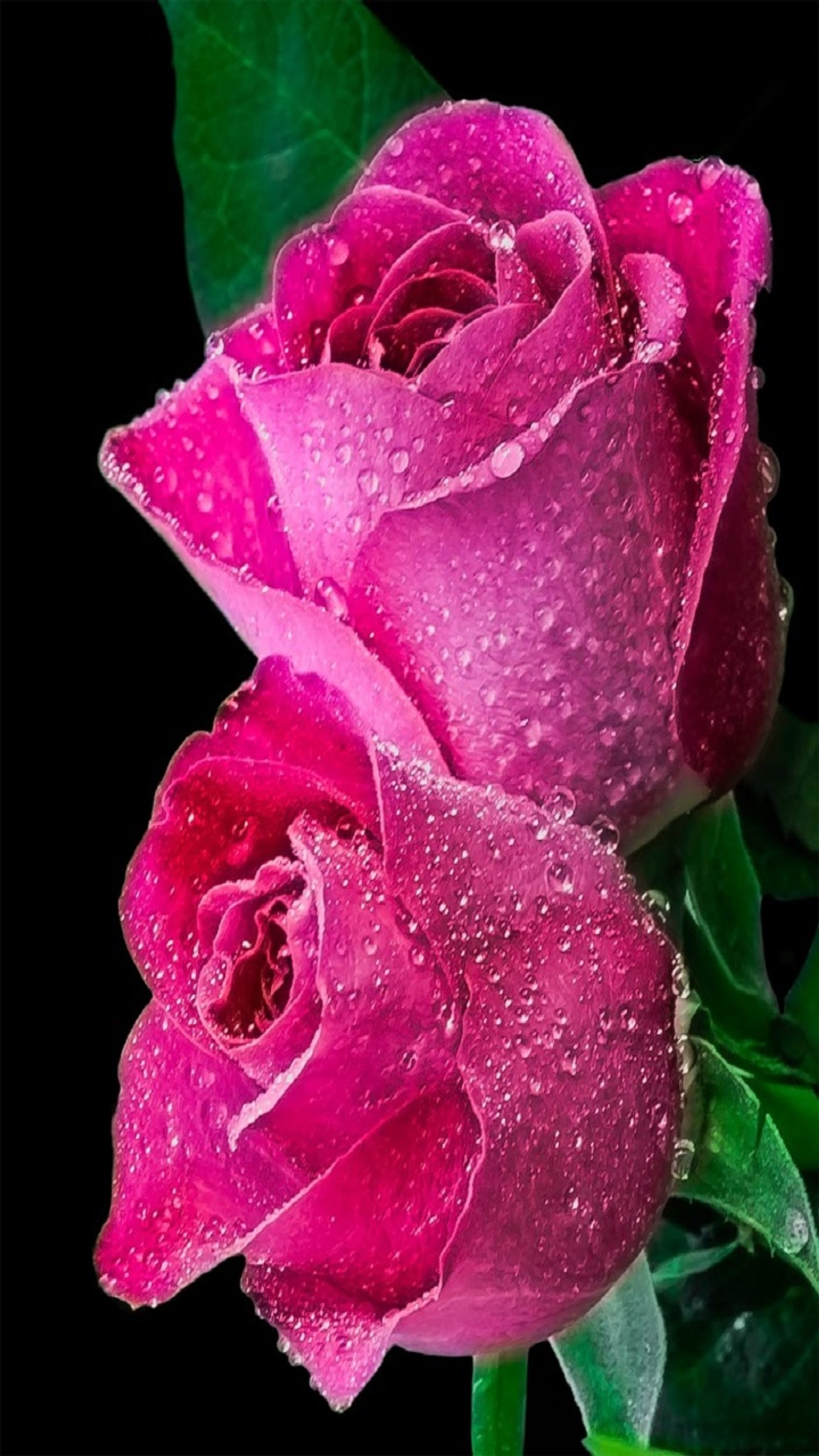 Dos rosas rosas con gotas de agua sobre ellas se muestran en esta imagen (flores, rosas)