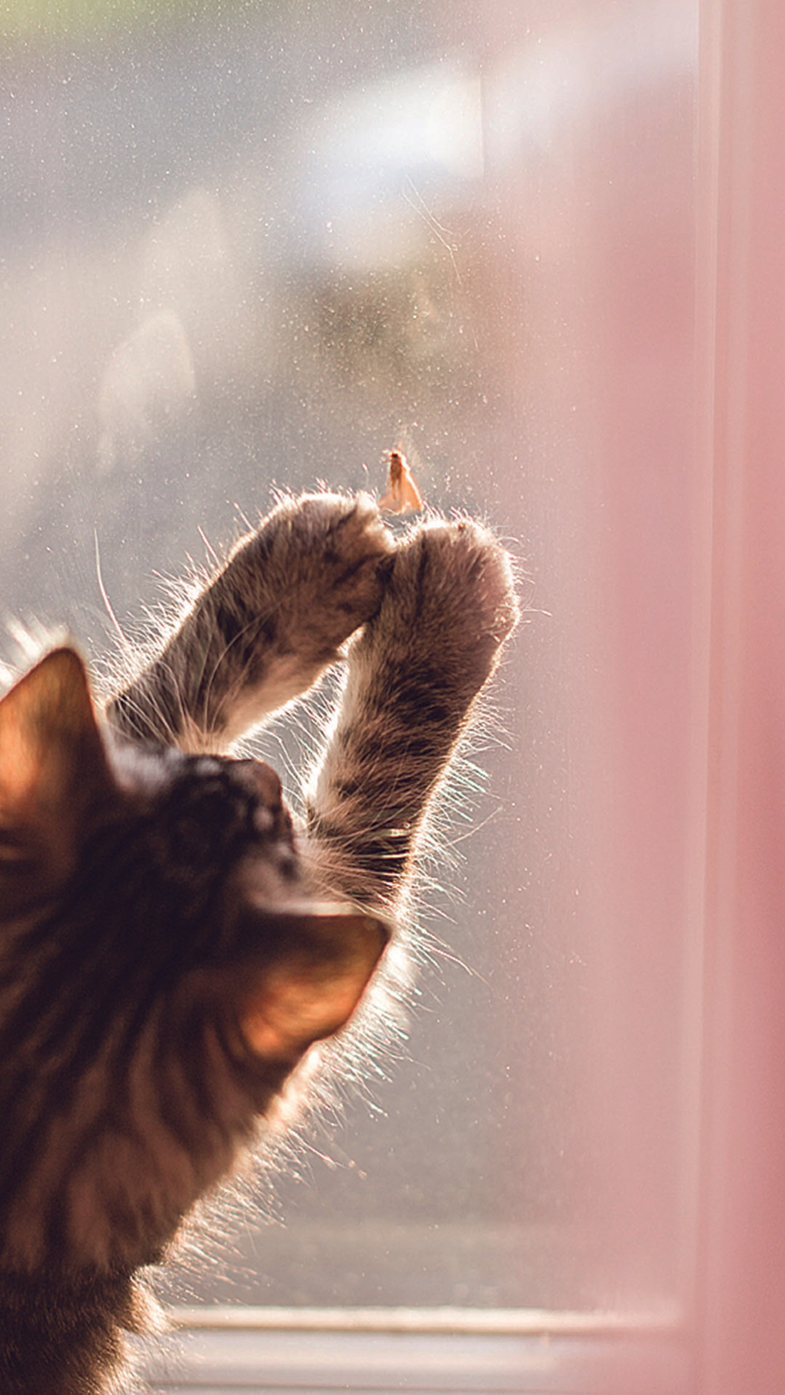 Hay un gato mirando por una ventana (cat, volar, casa)