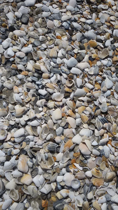 Bunte Muscheln und Kieselsteine am Strand