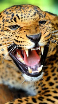 angry, leopard