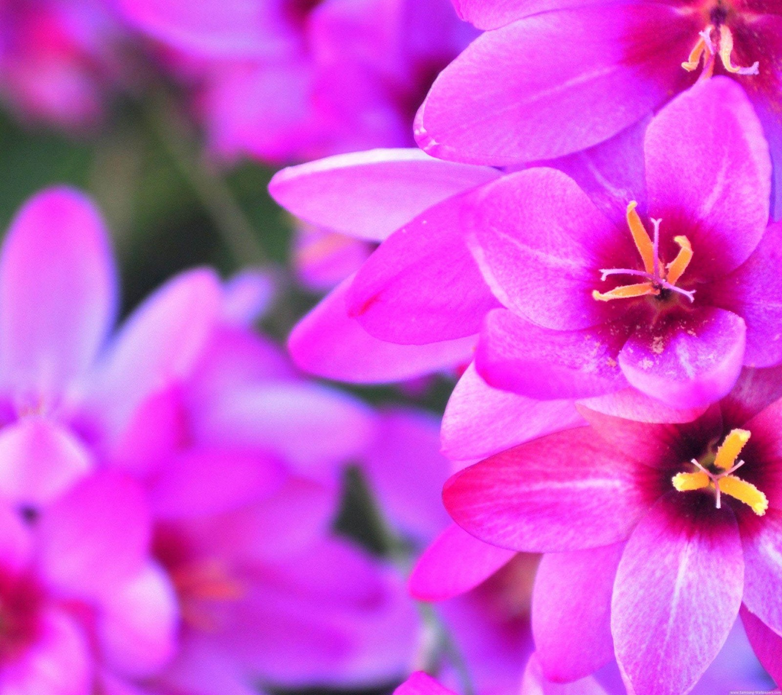 flower, pink wallpaper