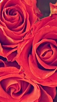 red, rose wallpaper