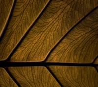 Textured Brown Leaf Wallpaper