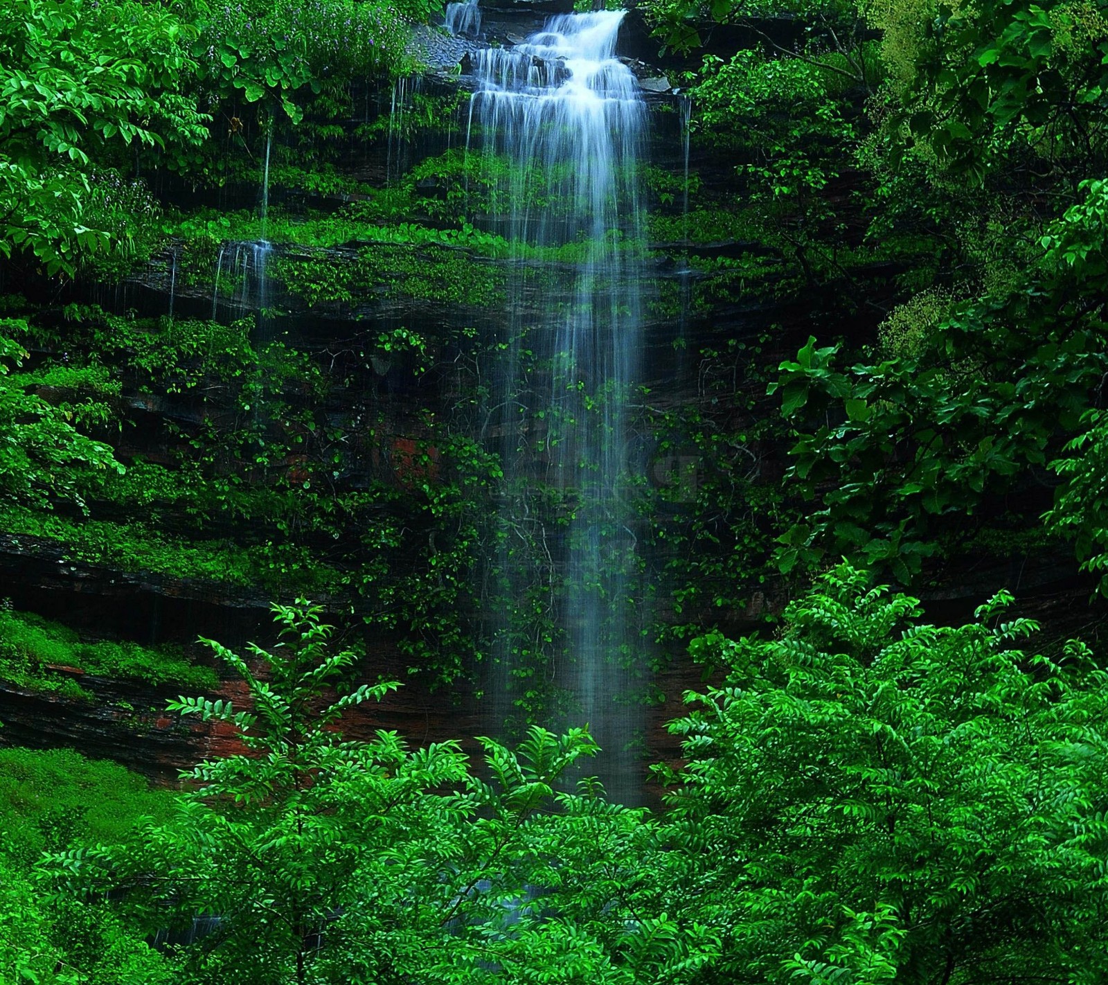 Il y a une cascade au milieu d'une forêt verte luxuriante (forêt, vert, hd, jungle, paysage)