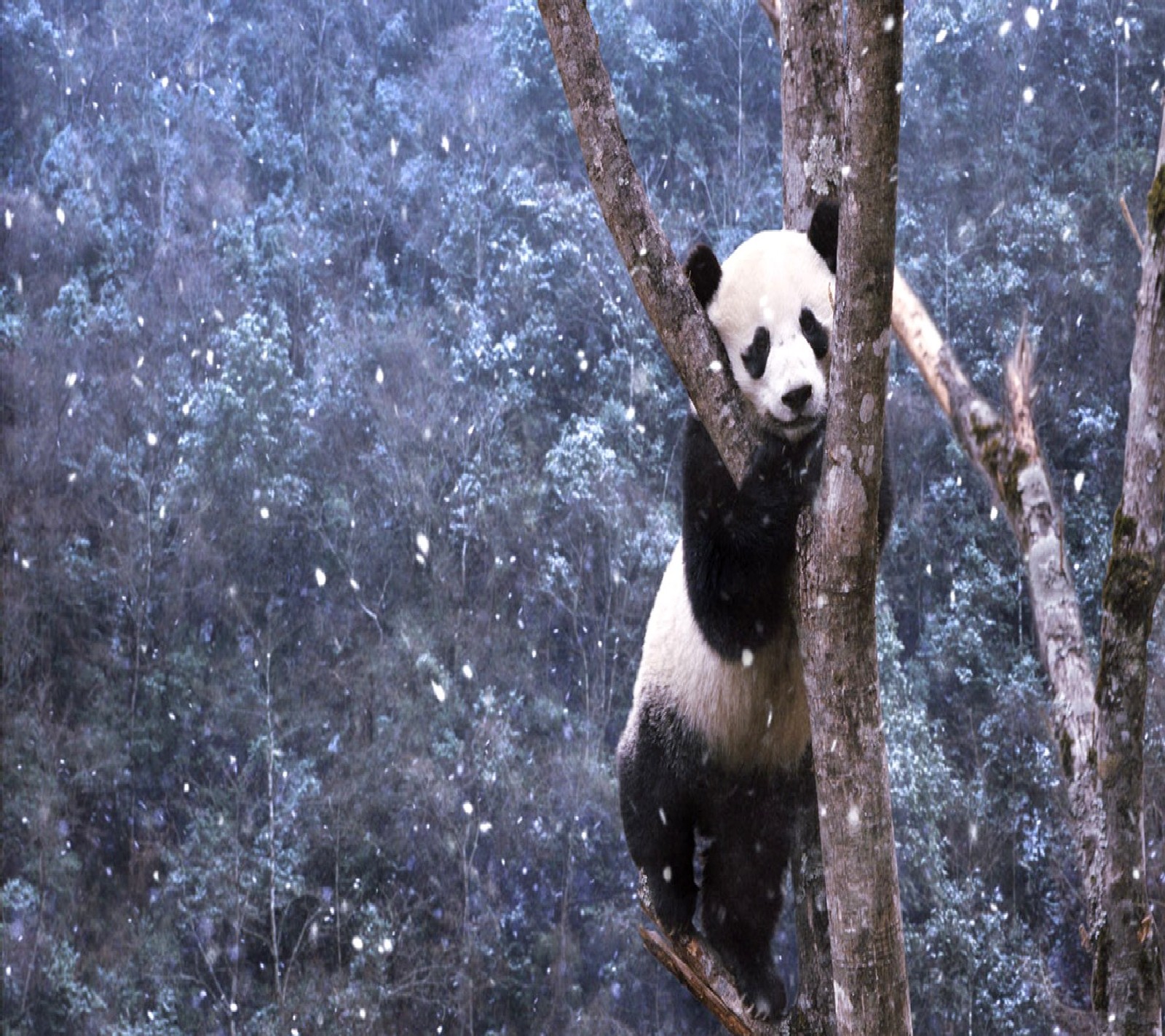 Un panda grimpant à un arbre dans la neige (panda)