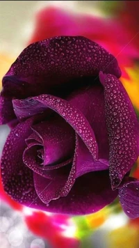 Lush Purple Rose with Dew Drops