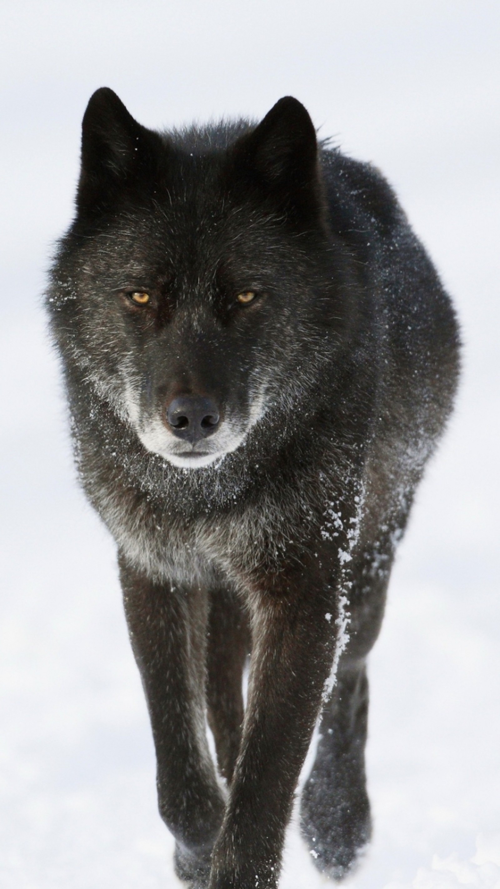 Há um lobo preto andando na neve com um olho amarelo (1446, 45456)