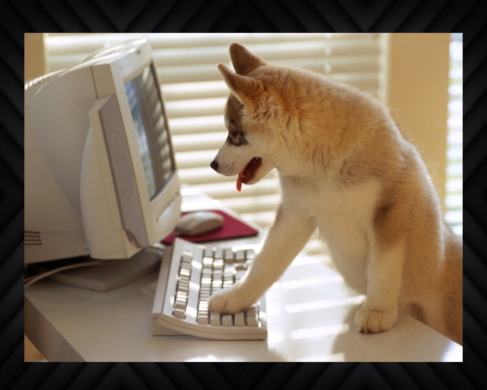 Um cachorro engraçado em pé sobre as patas traseiras em uma mesa com um computador (cachorro, tema)