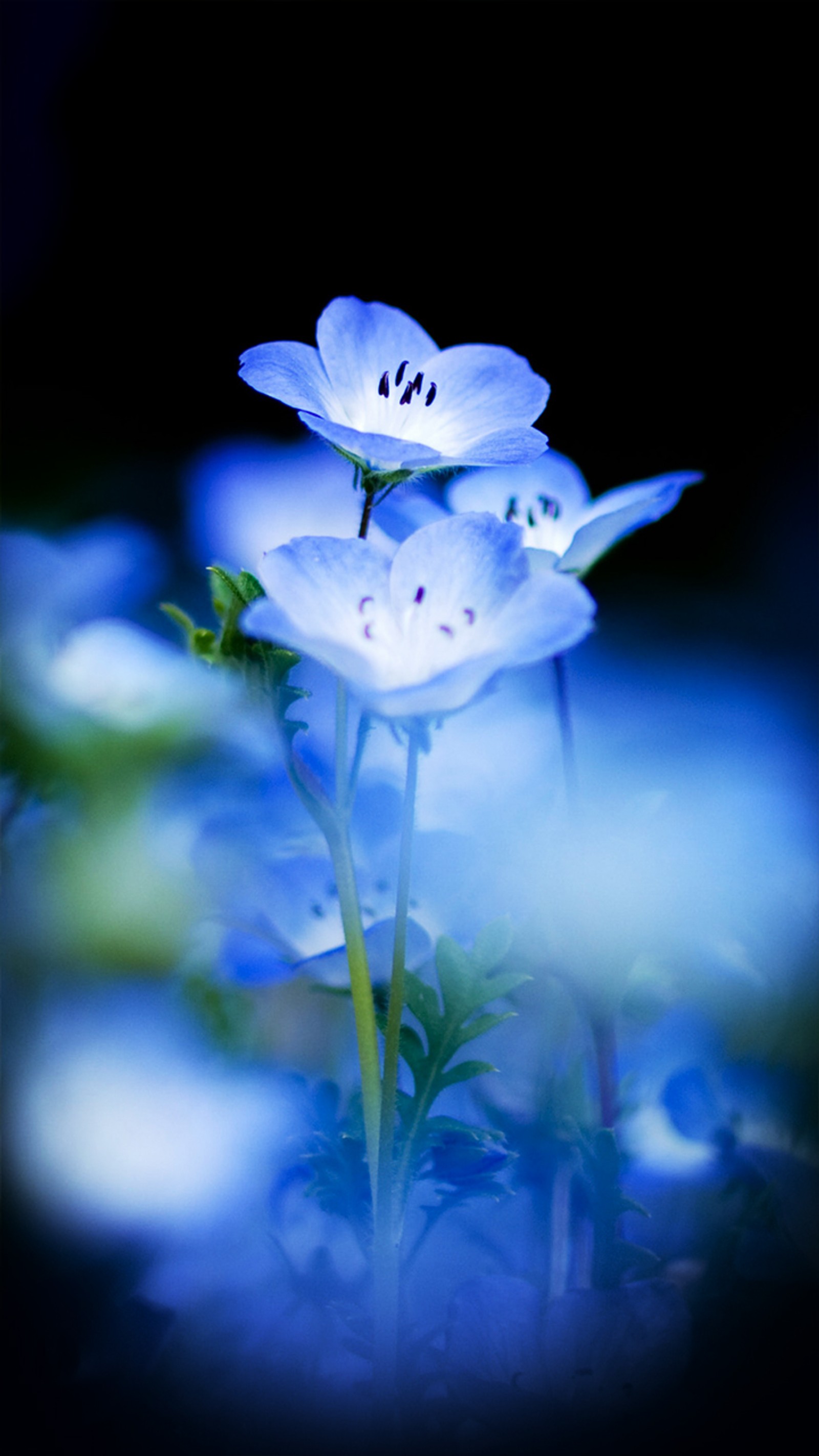 Il y a des fleurs bleues qui poussent dans l'obscurité. (beauté, bleu, fleur, fleurs, amour)