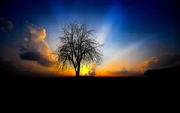 Árbol en silueta contra un vibrante cielo de amanecer