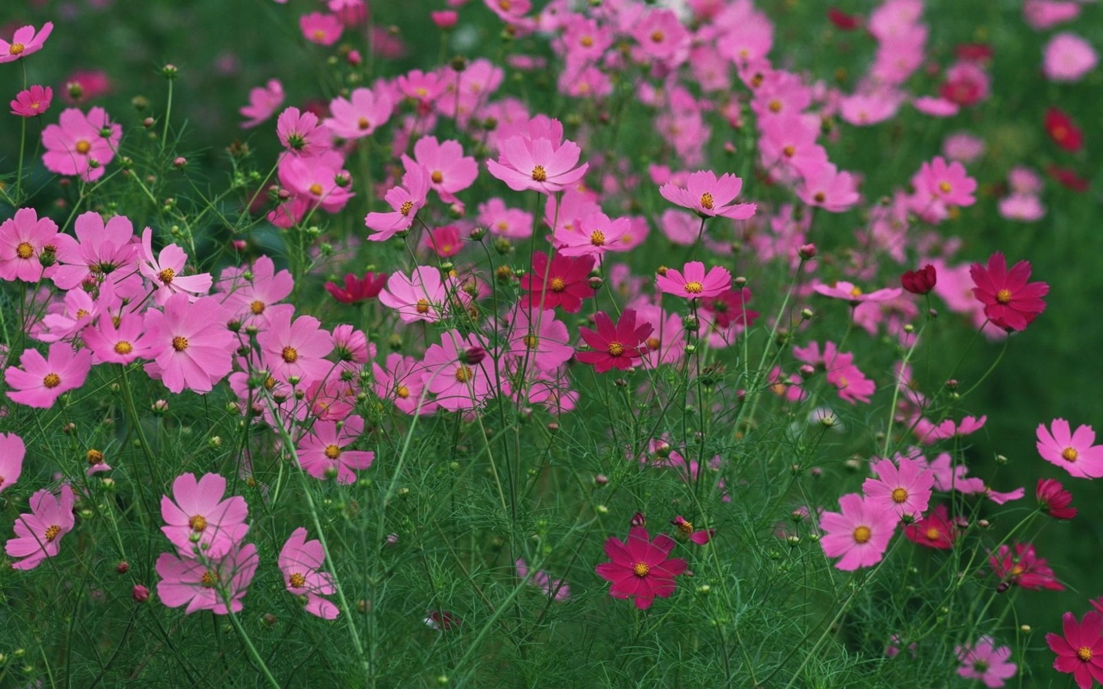 Gros plan d'un champ de fleurs roses avec des tiges vertes (cosmos de jardin, famille des marguerites, plante à fleurs, rose, plante annuelle)