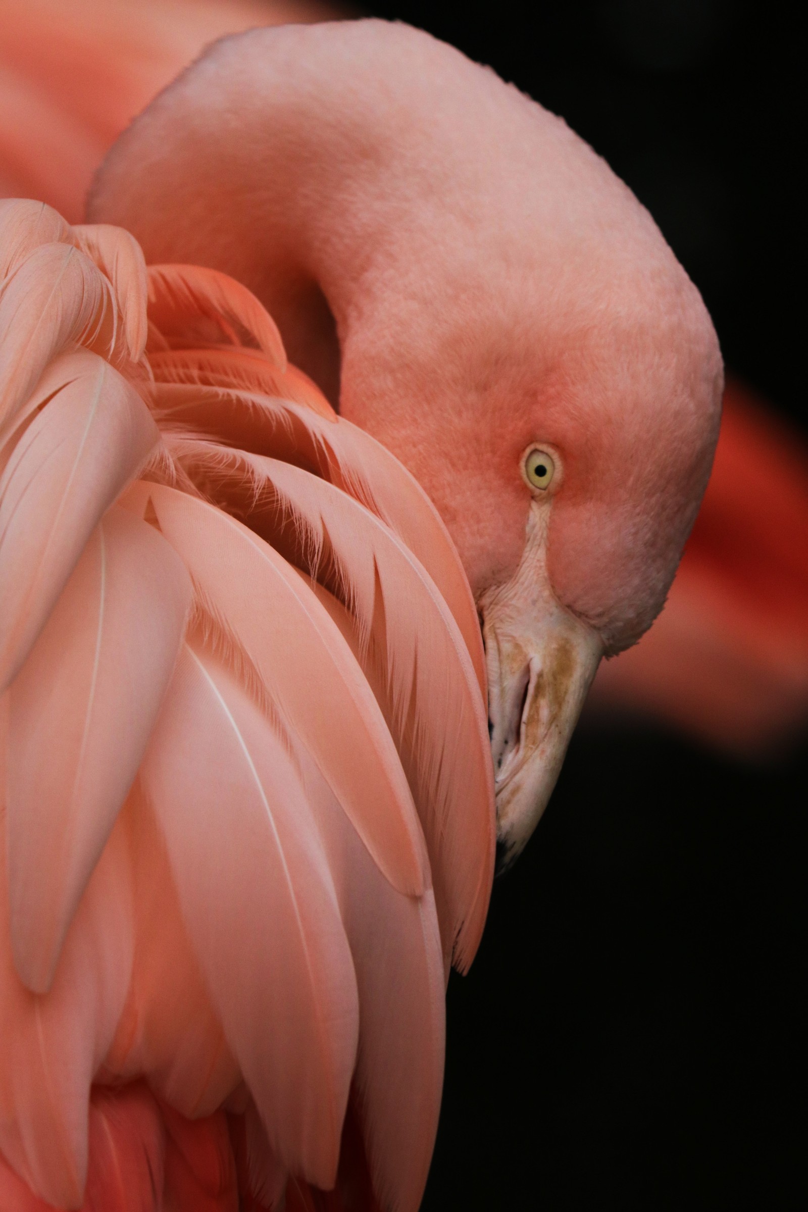 There is a pink flamingo standing with its head down (flamingo, bird, greater flamingo, beak, human body)