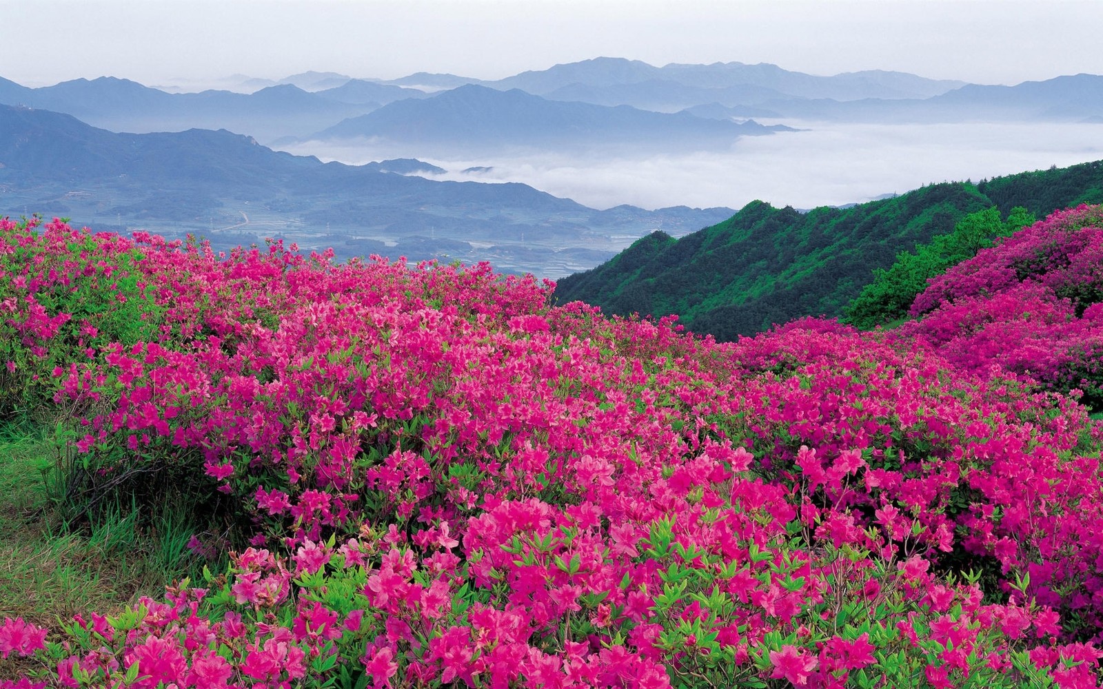 Um close de um campo de flores com montanhas ao fundo (jardim de flores, formas montanhosas, vegetação, wild, flora)