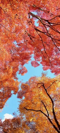 maple leaf, autumn, tree, twig, trunk