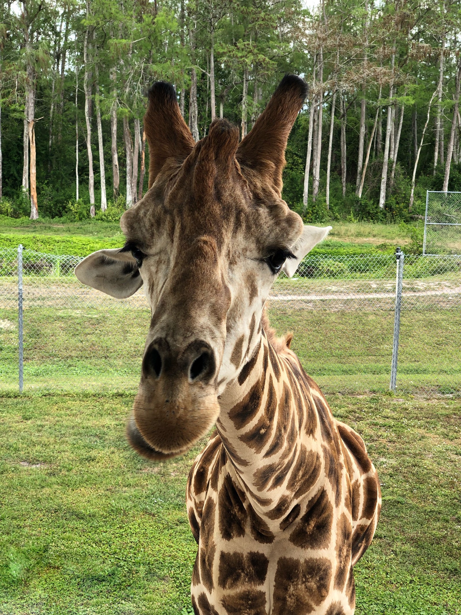 Eine giraffe steht auf einem feld mit bäumen im hintergrund (giraffe, landsäugetier, wissenschaft, natur, naturumgebung)