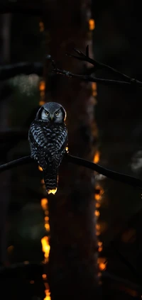 obscurité, lumière, science, physique, oiseau