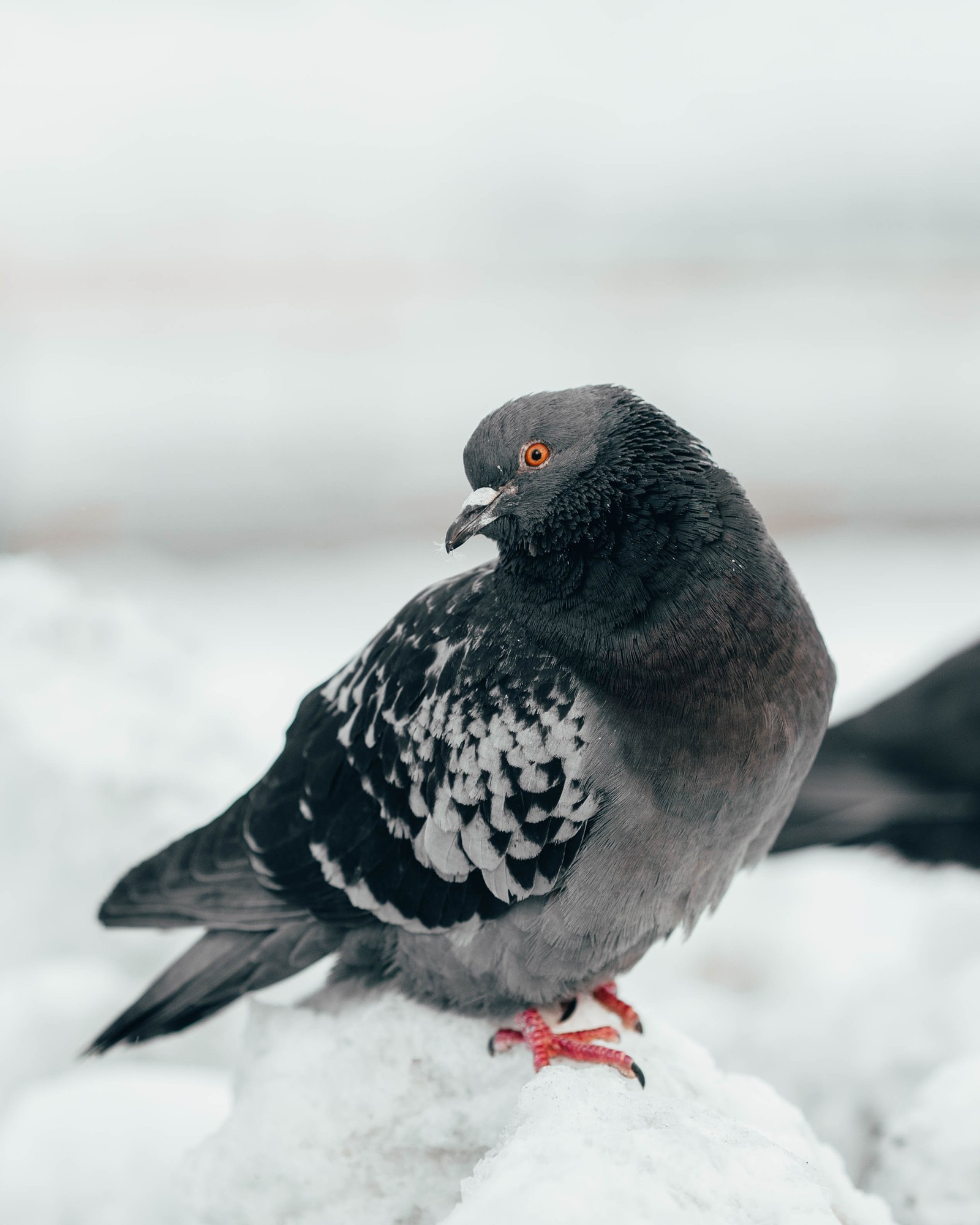 Téléchargez le fond d'écran oiseau, bec, pigeons et tourterelles, colombe de stock, plume