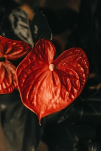 Flor roja vibrante de anthurium sobre hojas verdes oscuras