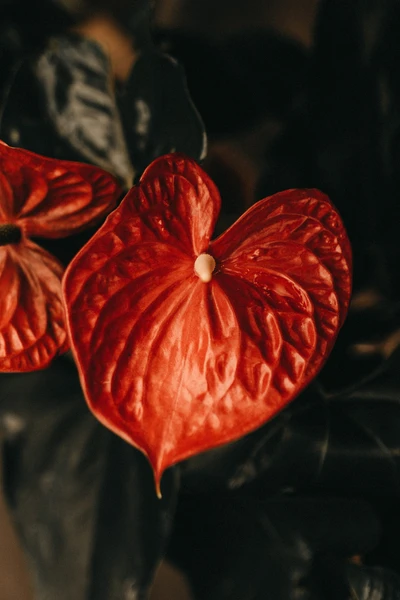 Vibrant Red Anthurium Flower on Dark Green Leaves