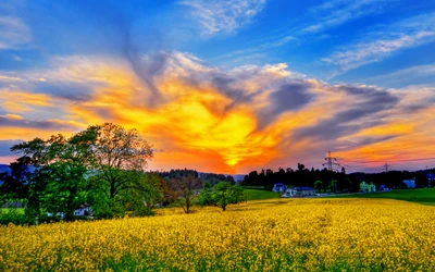 campo, natureza, colza, prado, pradaria