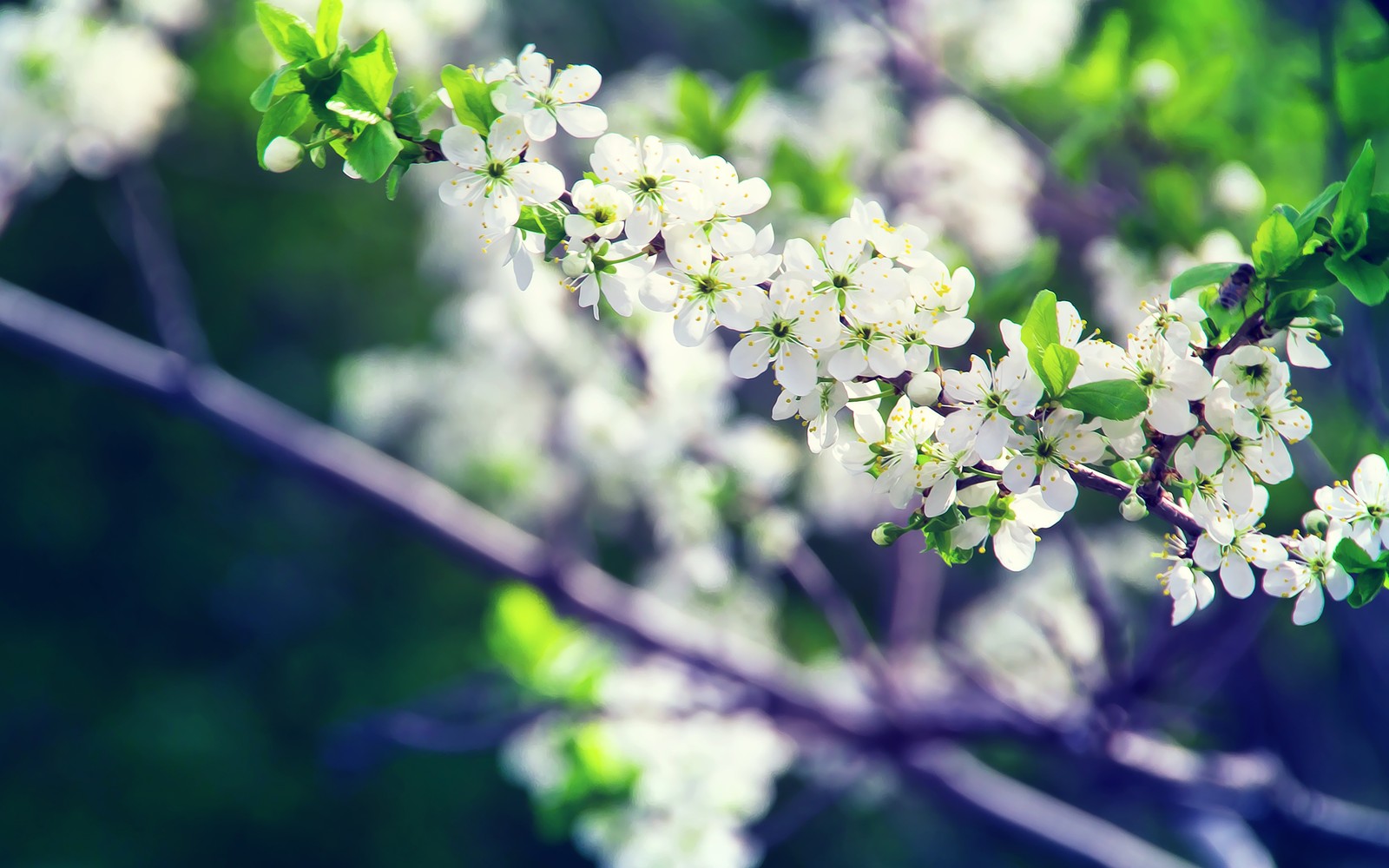 There is a close up of a tree with white flowers (flower, branch, spring, plant, tree)