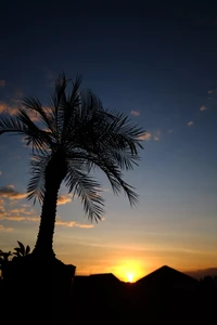 Silhouette de palmiers contre un horizon de coucher de soleil vibrant, capturant la beauté tranquille d'un ciel du soir.