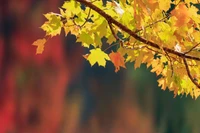 maple, branch, twig, tree, leaf wallpaper