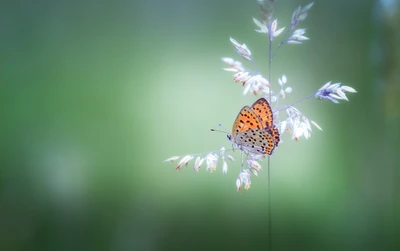 Primer plano de una mariposa monarca en delicados tallos de hierba