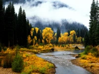 Autumn Serenity in a Forested Riparian Landscape