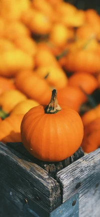 Lebendige orangefarbene Kürbisse, gestapelt in einer rustikalen Holzkiste, verkörpern das Wesen der Herbsternte und der Halloween-Feiern.