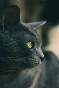 Close-up de um gato preto com olhos amarelos marcantes