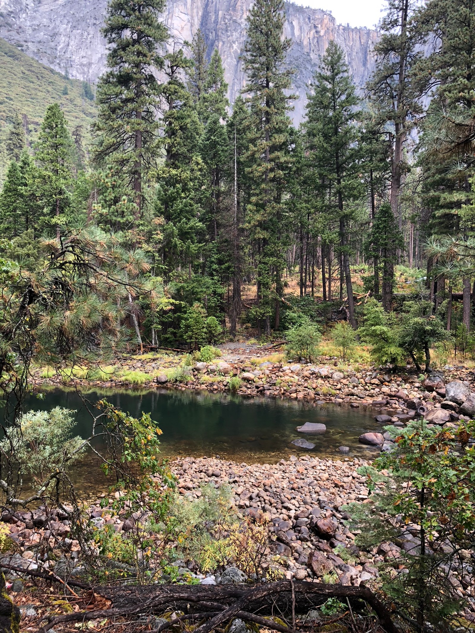 Lade wildnis, vegetation, biom, gemäßigter nadelwald, naturumgebung Hintergrund herunter