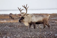 Reindeer grazing in a snowy tundra landscape.