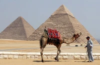 Tourist with Arabian camel near the Great Pyramids of Giza