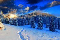 snow, winter, nature, tree, freezing