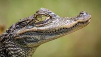 Close-up da cabeça de um crocodilo do Nilo mostrando sua linha de mandíbula afiada e seu impressionante olho amarelo.