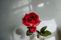 Élégante rose rouge dans un vase : Une magnifique composition florale