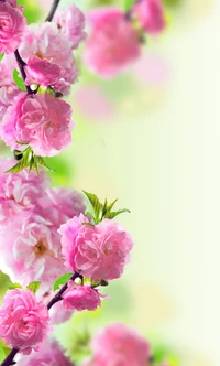 Pink Blossom Flowers in Spring Nature